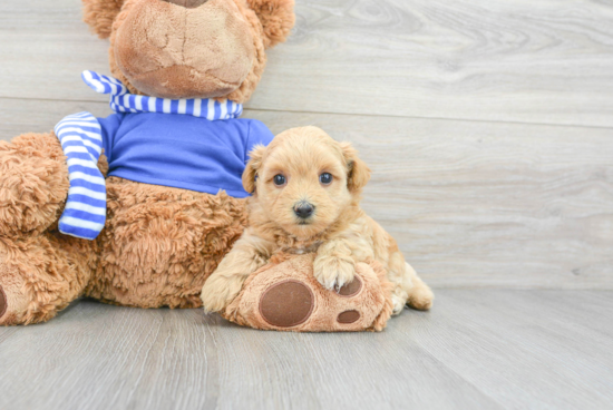 Maltipoo Pup Being Cute