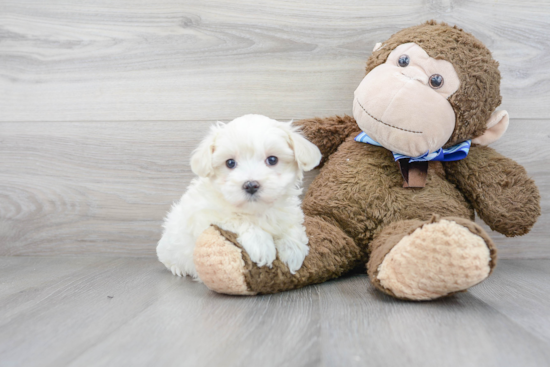 Best Maltipoo Baby