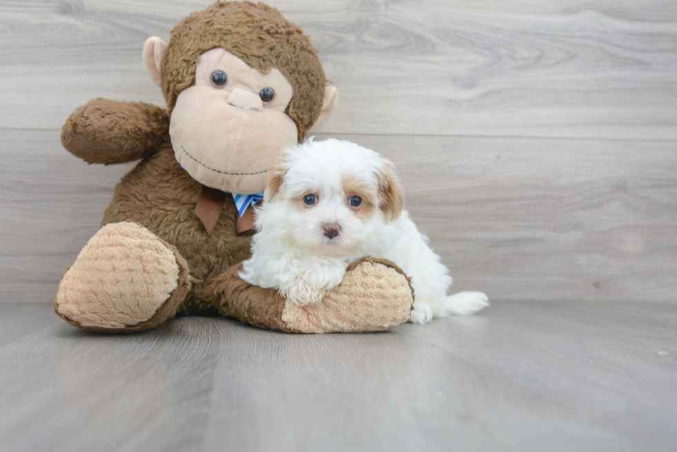 Meet Charlee - our Maltipoo Puppy Photo 1/3 - Premier Pups