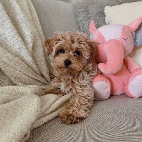 Chocolate Maltipoo sitting on the couch next to a pink elephant stuffed toy