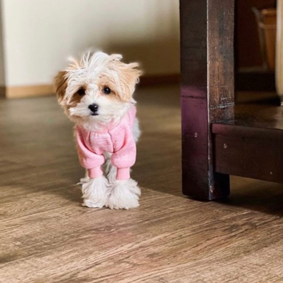 Small Maltipoo wearing a pink outfit