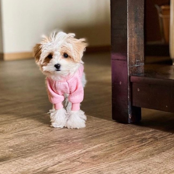 White Maltipoo with cream markings Small Maltipoo wearing a pink outfit