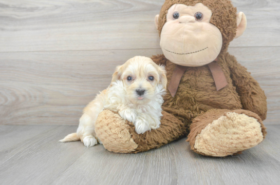 fluffy white maltipoo puppies