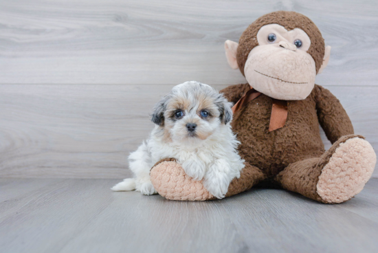 Maltipoo Puppy for Adoption