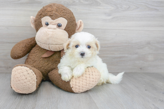 Adorable Maltese Poodle Poodle Mix Puppy