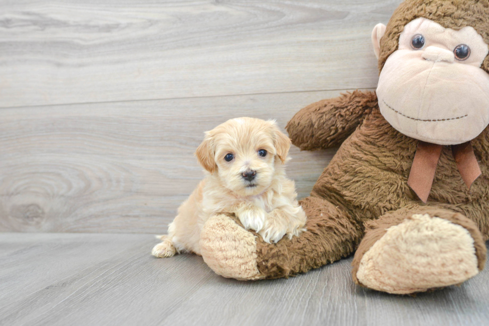 Popular Maltipoo Rita: 2lb 3oz Doodle Puppy