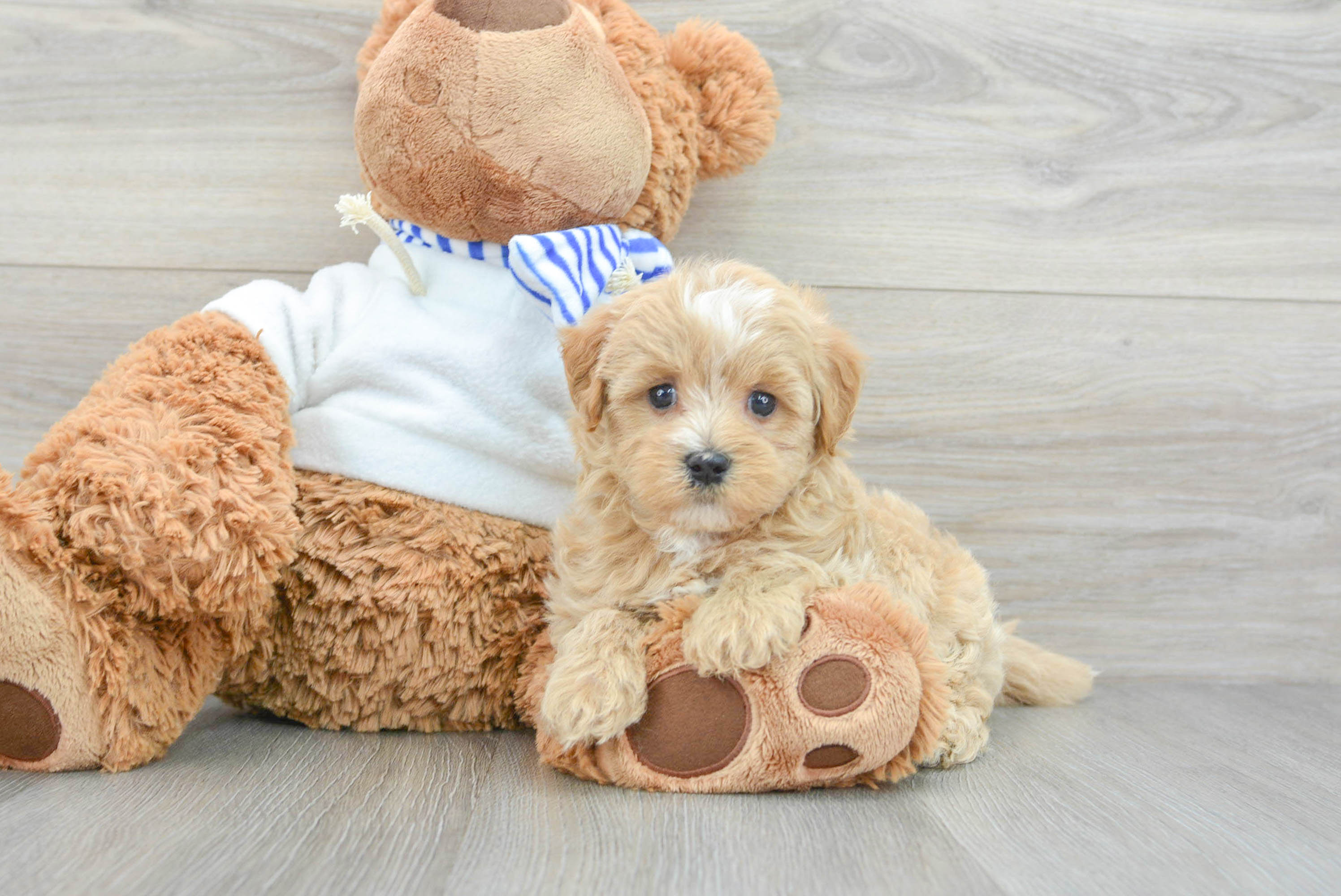 Maltipoo sales baby puppies