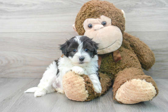 Maltipoo Pup Being Cute