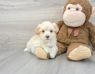 7 week old Maltipoo Puppy For Sale - Premier Pups