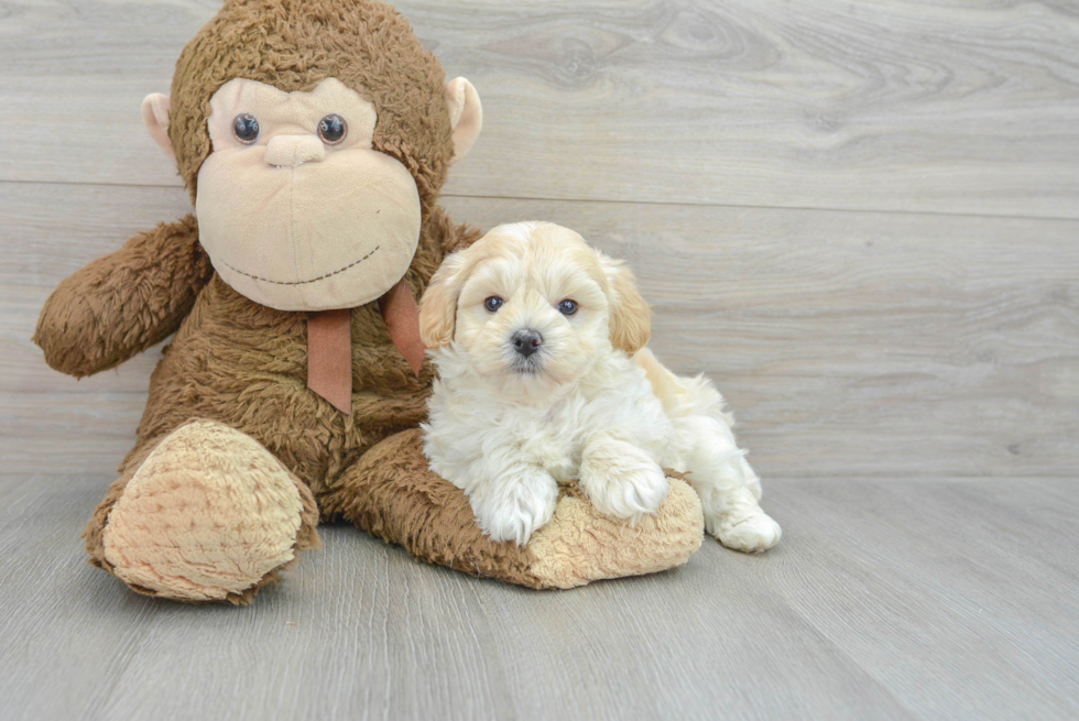 Best Maltipoo Baby