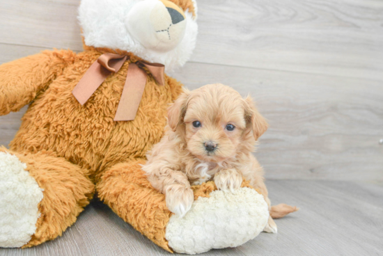 Best Maltipoo Baby