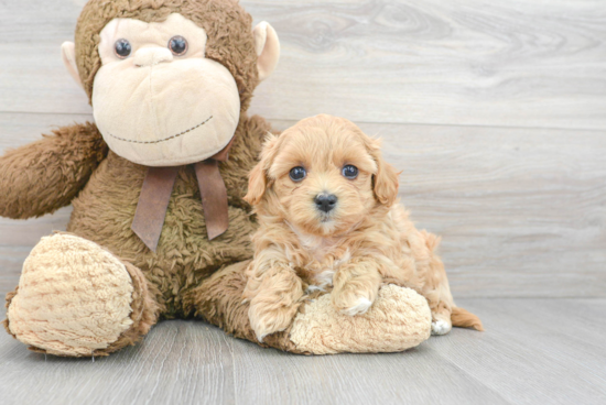 Happy Maltipoo Baby