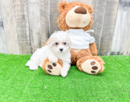 10 week old Maltipoo Puppy For Sale - Premier Pups