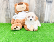 10 week old Maltipoo Puppy For Sale - Premier Pups