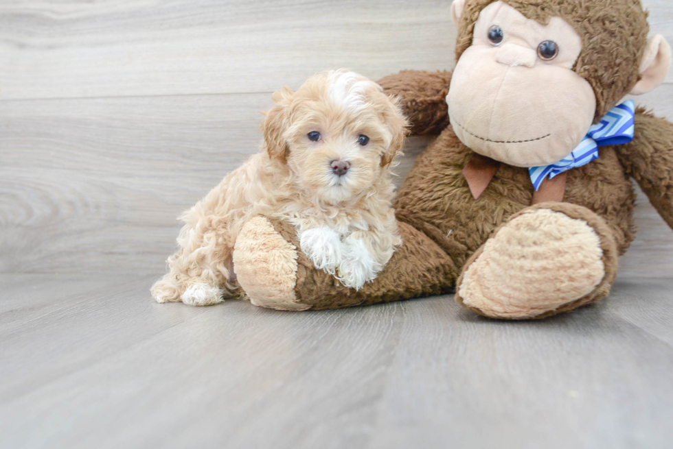 Meet Sweet Pea - our Maltipoo Puppy Photo 2/3 - Premier Pups