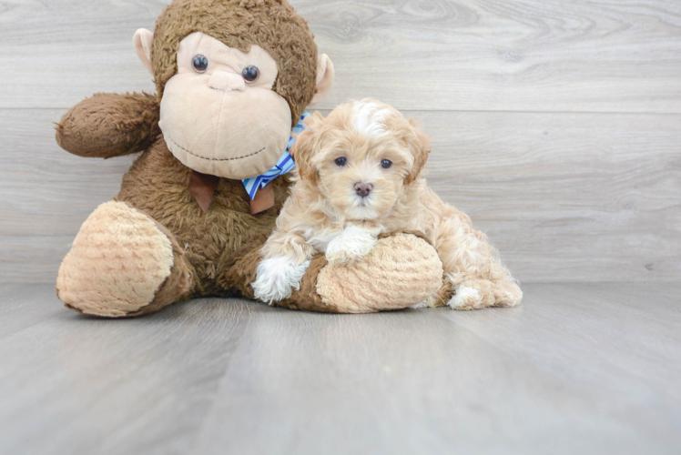 Meet Sweet Pea - our Maltipoo Puppy Photo 1/3 - Premier Pups