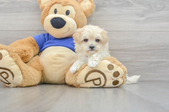 Sweet Maltipoo Baby