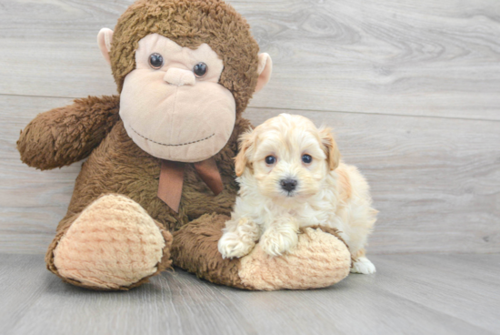 Small Maltipoo Baby