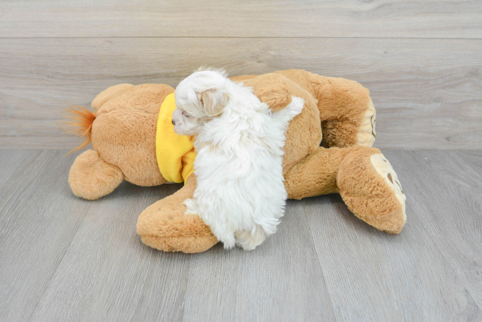 Maltipoo Puppy for Adoption