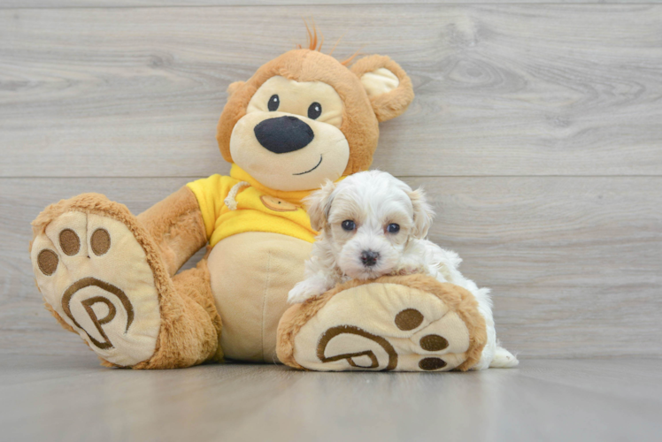 Adorable Maltepoo Poodle Mix Puppy