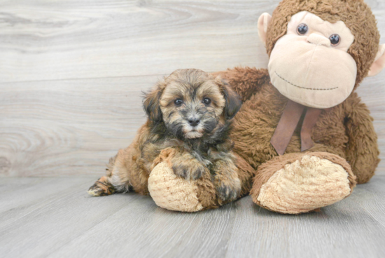 Popular Maltipoo Poodle Mix Pup