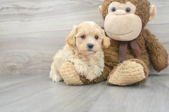 fluffy white maltipoo puppies