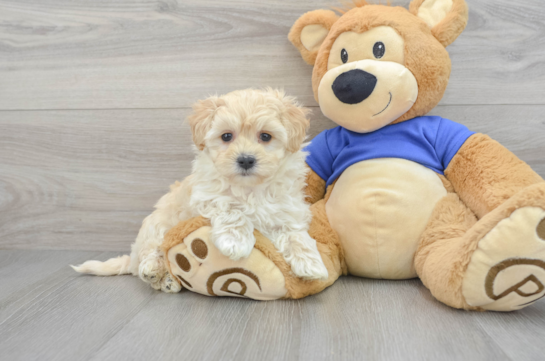 Best Maltipoo Baby