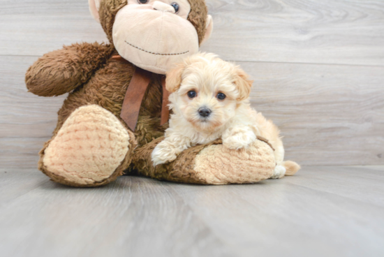 Cute Maltipoo Baby