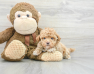 6 week old Maltipoo Puppy For Sale - Premier Pups