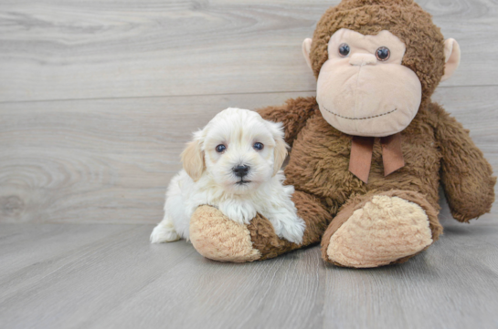 Maltipoo Puppy for Adoption