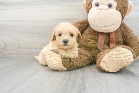 Maltipoo Pup Being Cute