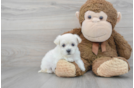 Best Maltipoo Baby