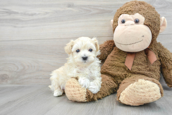 Maltipoo Puppy for Adoption