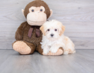 10 week old Maltipoo Puppy For Sale - Premier Pups