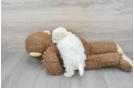 Cute Maltipoo Baby