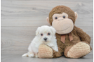 Maltipoo Puppy for Adoption