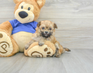 6 week old Maltipoo Puppy For Sale - Premier Pups