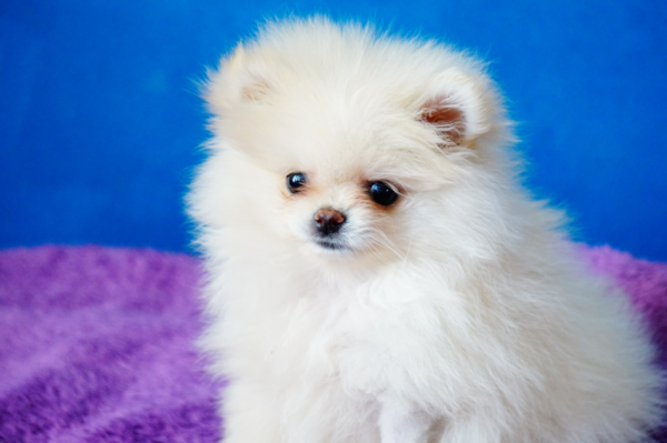 Meet the Incredibly Cute Teacup Pomeranian - Premier Pups