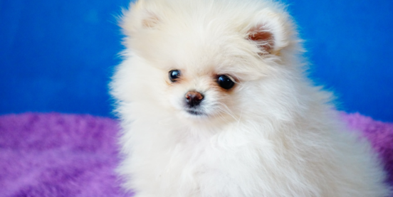 Meet the Incredibly Cute Teacup Pomeranian 