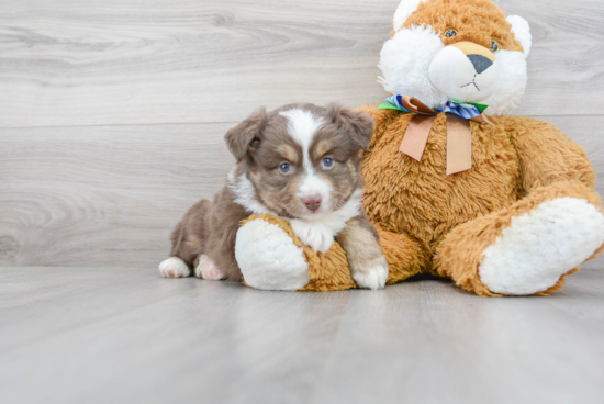 Smart Miniature Austrailian Shepherd Purebred Puppy