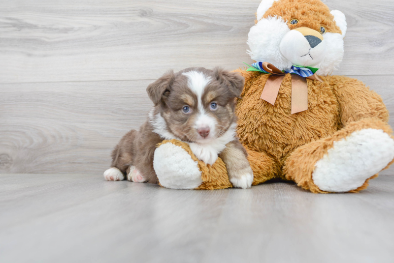 Meet Aladdin - our Mini Aussie Puppy Photo 1/3 - Premier Pups