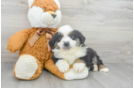 Meet Aladdin - our Mini Aussie Puppy Photo 2/3 - Premier Pups