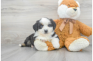 Meet Angela - our Mini Aussie Puppy Photo 1/3 - Premier Pups
