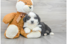 Meet Angela - our Mini Aussie Puppy Photo 2/3 - Premier Pups