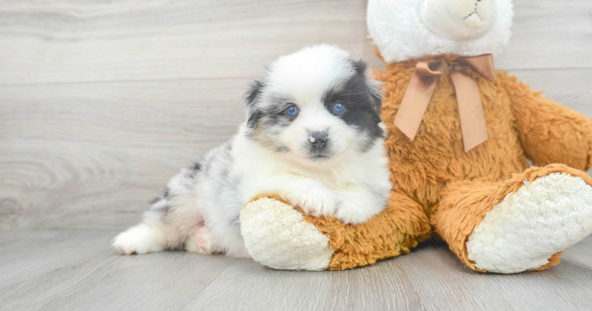 Friendly Mini Aussie Ashton 6lb 6oz Purebred Puppy