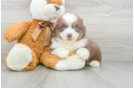 Meet Asiago - our Mini Aussie Puppy Photo 1/3 - Premier Pups