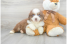 Meet Asiago - our Mini Aussie Puppy Photo 2/3 - Premier Pups