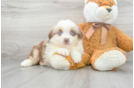 Meet Austin - our Mini Aussie Puppy Photo 1/3 - Premier Pups