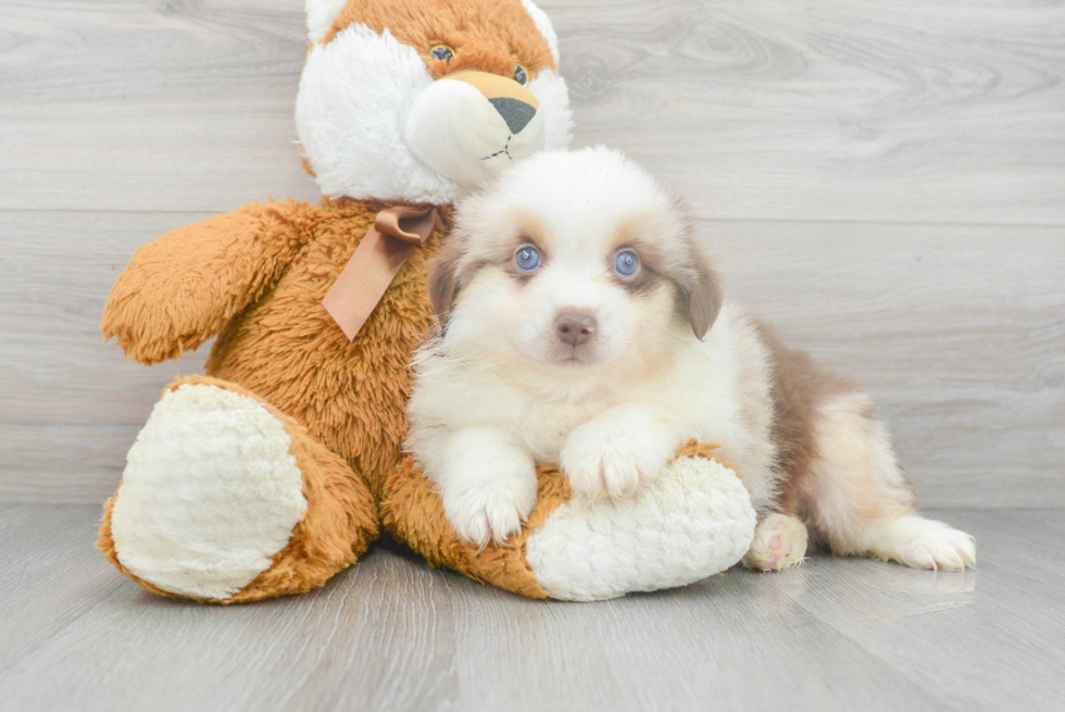Meet Austin - our Mini Aussie Puppy Photo 2/3 - Premier Pups