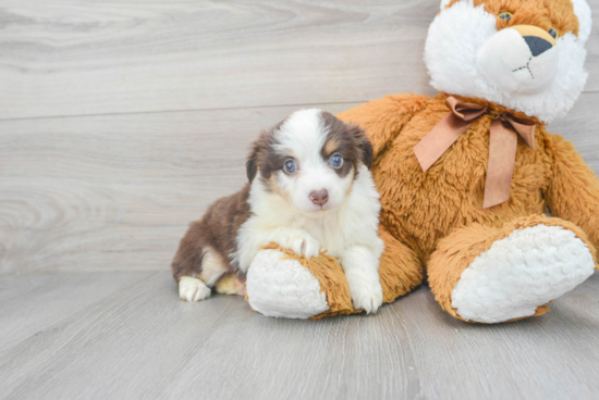 Mini Aussie Puppy for Adoption